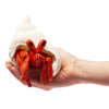 Folkmanis Hermit Crab Finger Puppet